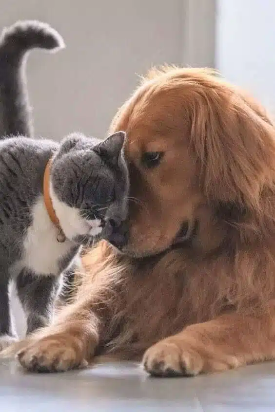 I migliori aspirapolvere per peli di animali domestici, con guida pratica ai modelli più efficaci per pavimenti, tappeti e superfici imbottite.  