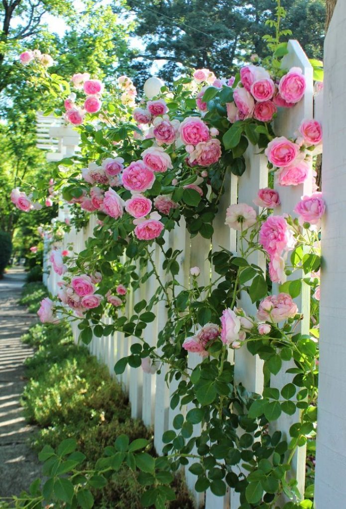 rose rampicanti