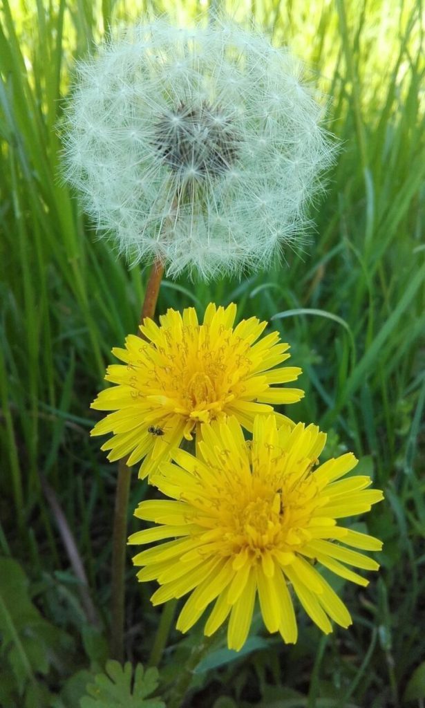 Tre fiori gialli di tarassaco e un soffione pronto a disperdere i semi. Una pianta che non è solo bella: depura il corpo e nutre la biodiversità.