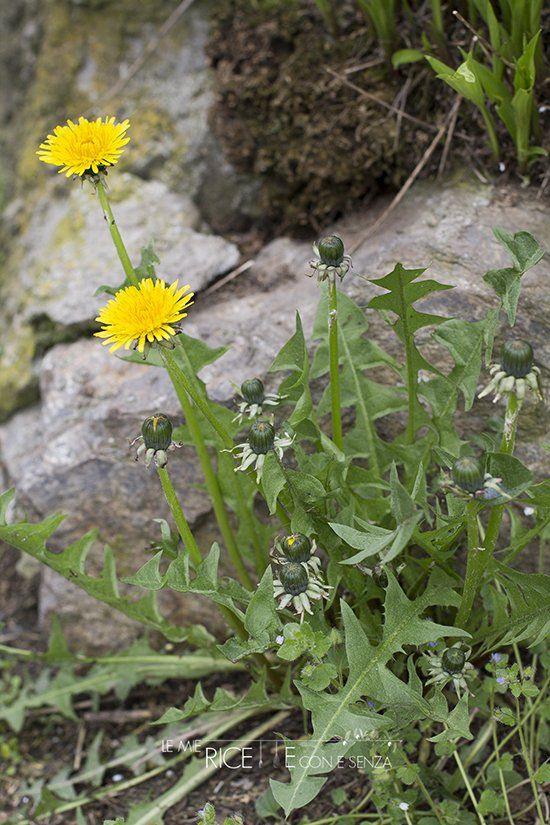 Una pianta di tarassaco in pieno sviluppo: si riconoscono le foglie dentellate, i fiori gialli e i boccioli ancora chiusi. Cresce ovunque, anche tra le rocce.