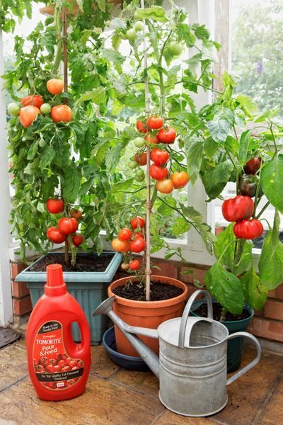 Pomodori