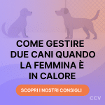 calore gestire cane