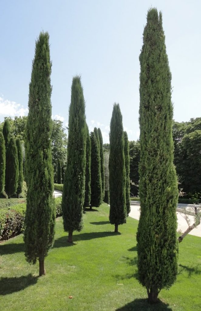 Gruppo di cipressi ornamentali piantati su un prato verde in giardino.