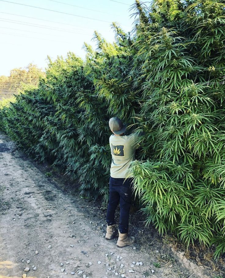 legali | Illegale | cannabis