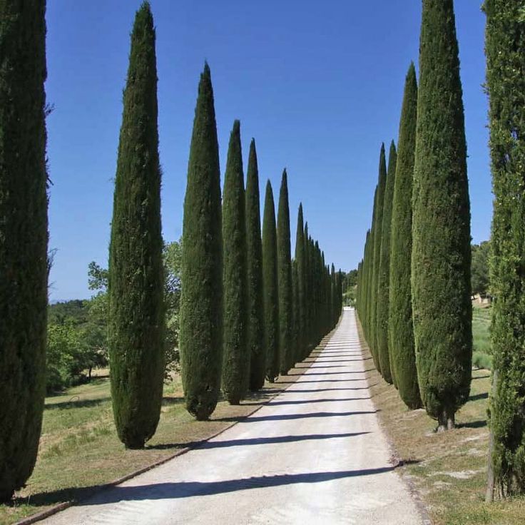 Lungo viale di cipressi perfettamente allineati ai lati di una strada bianca.