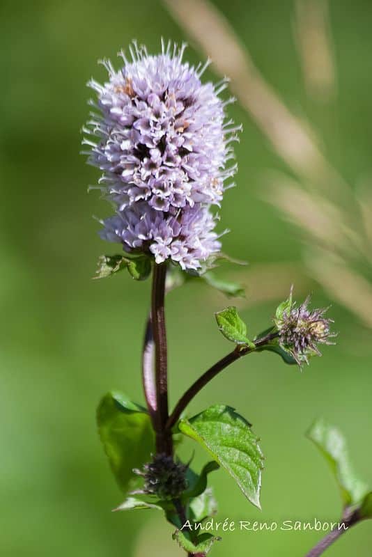 Menta piperita