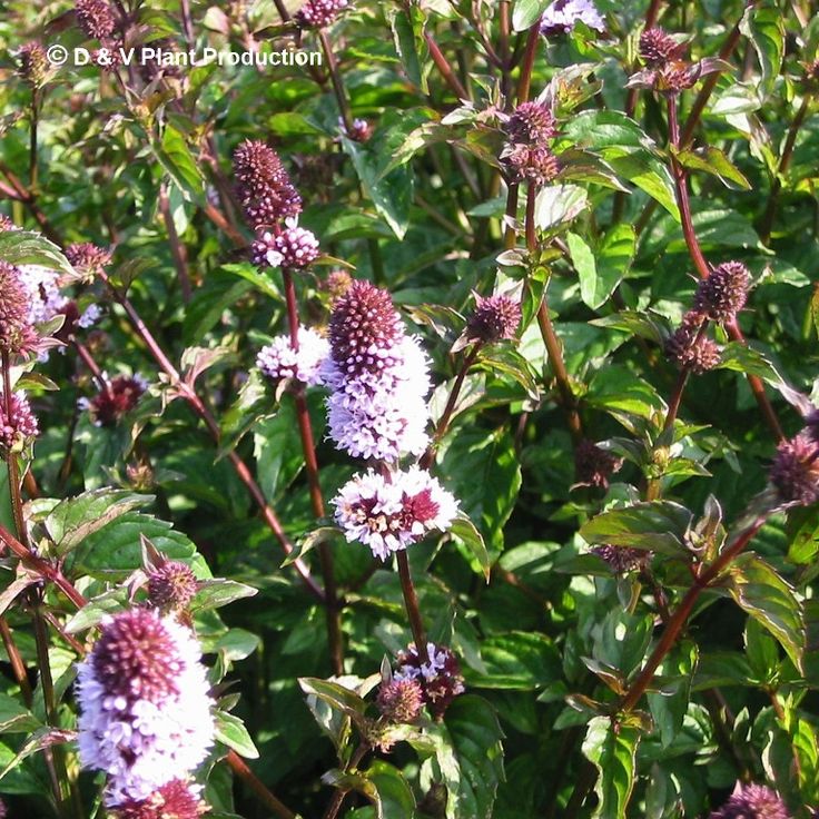 Menta piperita