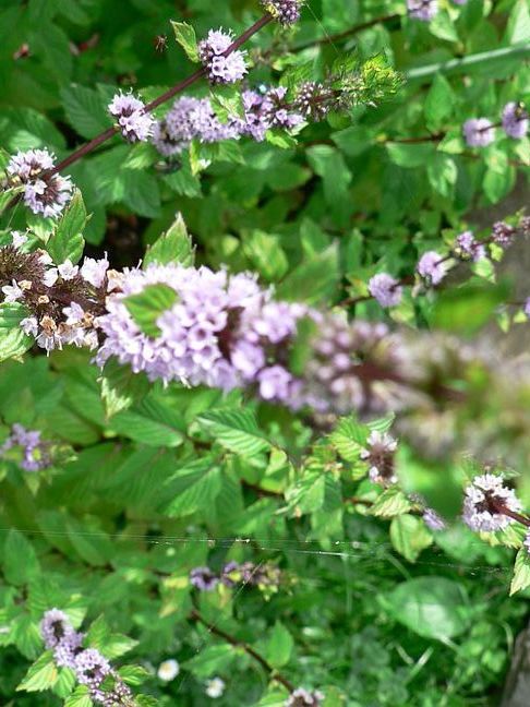 Menta piperita