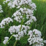 insonnia Delicati fiori di camomilla rosa pallido sbocciano su alti steli verdi, circondati da erba e altre piante da fiore sullo sfondo.