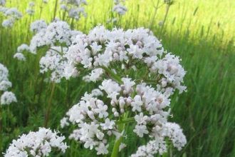 insonnia Delicati fiori di camomilla rosa pallido sbocciano su alti steli verdi, circondati da erba e altre piante da fiore sullo sfondo.