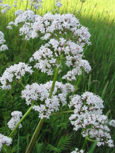 insonnia Delicati fiori di camomilla rosa pallido sbocciano su alti steli verdi, circondati da erba e altre piante da fiore sullo sfondo.