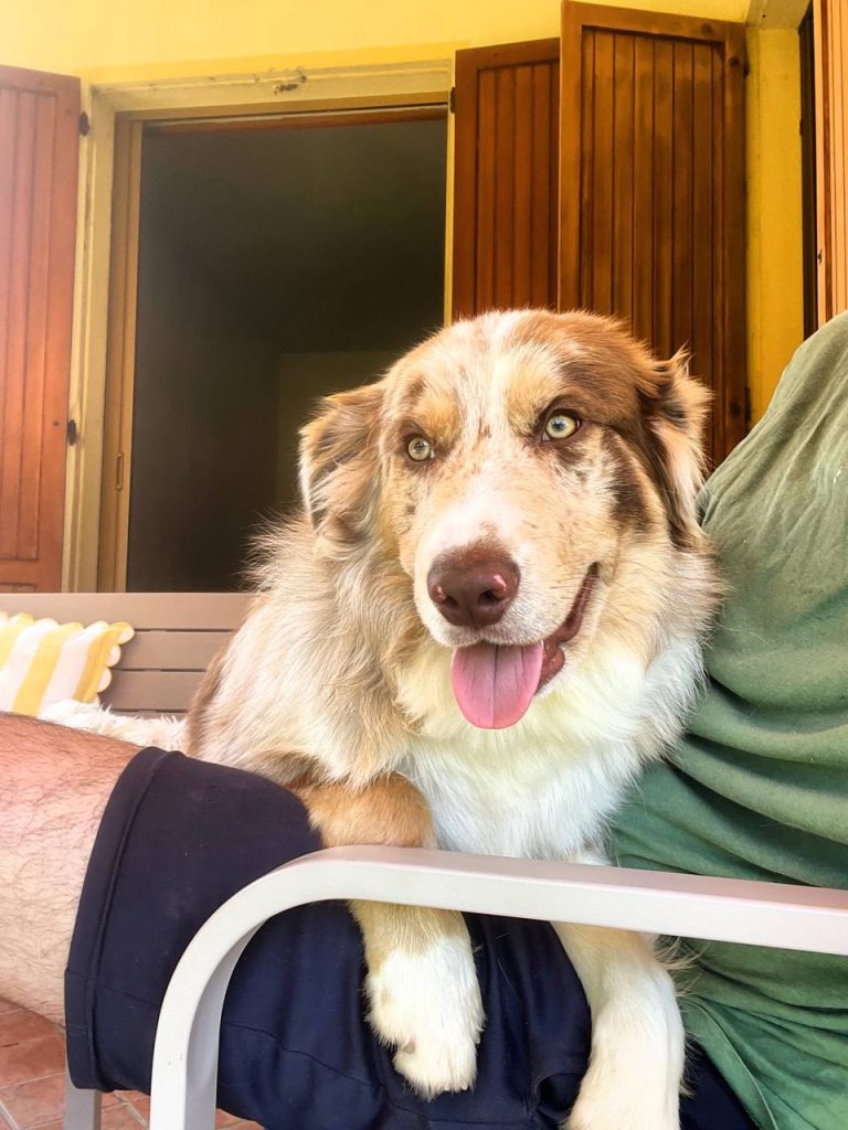 Separazione e divorzio a chi va il cane (2)