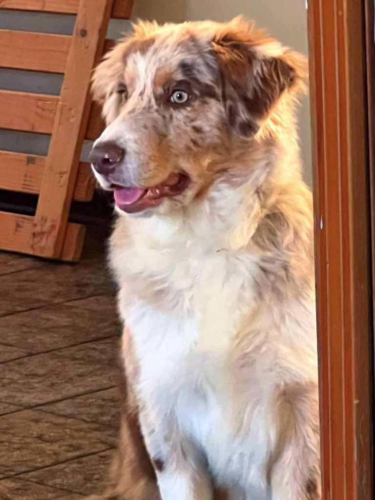 Separazione e divorzio a chi va il cane (2)