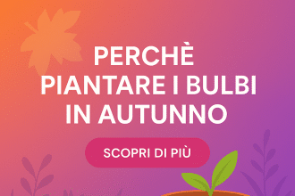 giardino balcone autunno cosa piantare ora