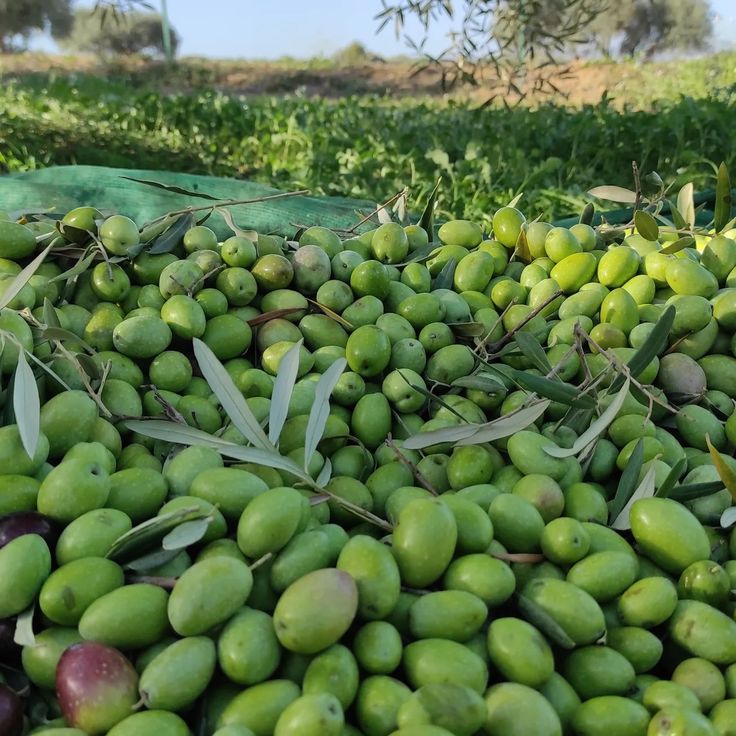 Come fare le olive da mangiare guida semplice e tradizionale